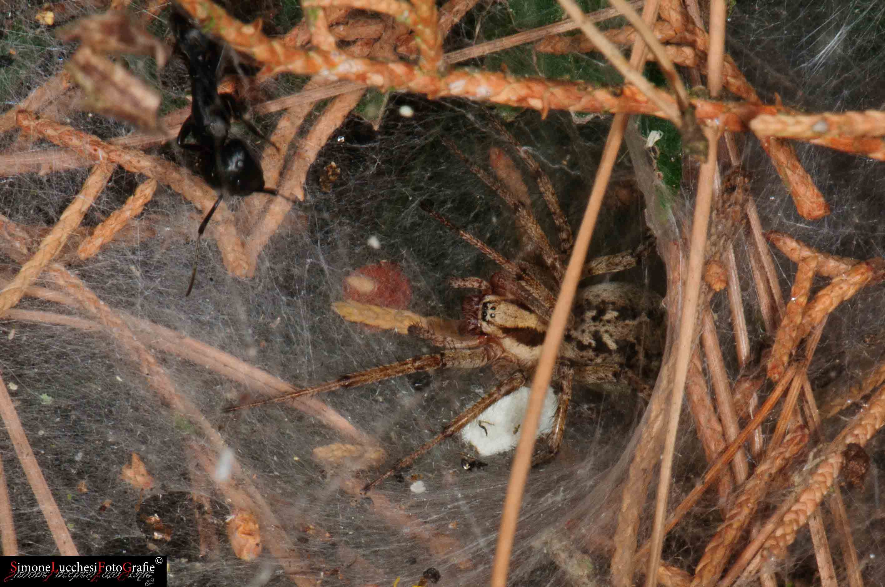 Agelena labyrinthica